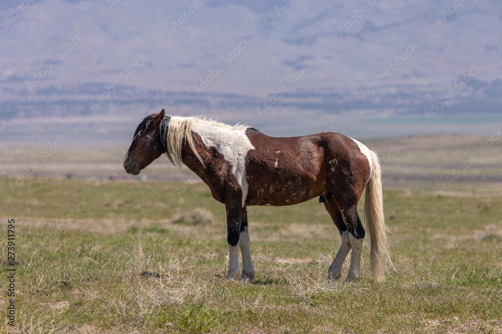 Fototapeta premium Beautiful Wild Horse in the Utah Desert