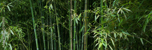green bamboo grove background