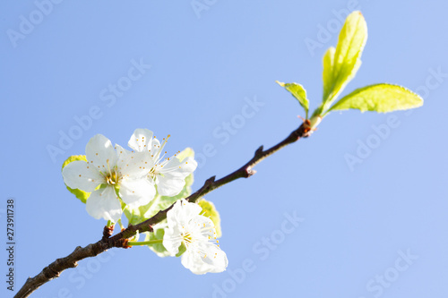 Beauty of spring: closeup of blossoming plum tree © zest_marina