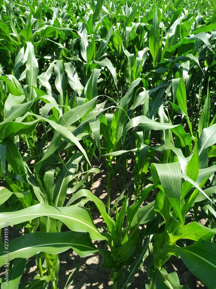 green foliage of corn on the field green foliage of corn on the field