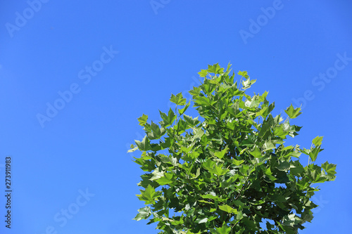 Fototapeta Naklejka Na Ścianę i Meble -  Zielona gałęź klonu na tle niebieskiego nieba.