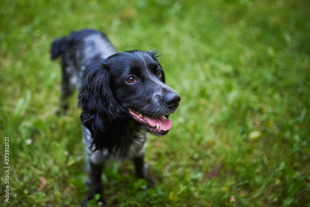 Russian hunting Spaniel stands on the grass, open mouth