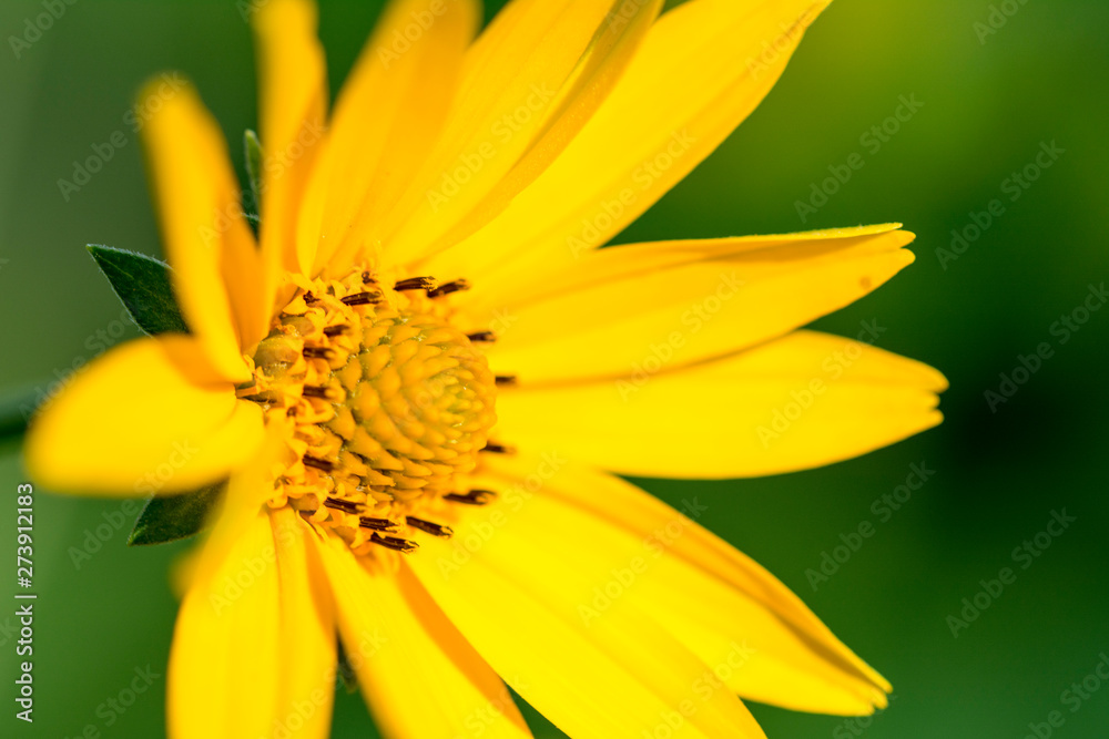 False Sunflower (Heliopsis helianthoides) in the sun