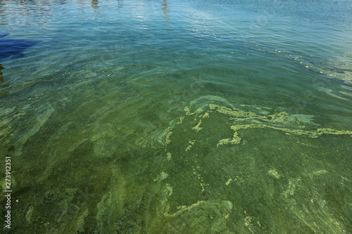 Dirty wave with old dirty algae. Dirty seaweed sea surf lines in seaport. Dirty sea  environmental problem of environmental pollution. Algae in sea wave. Toxic decaying algae. Ecological catastrophy