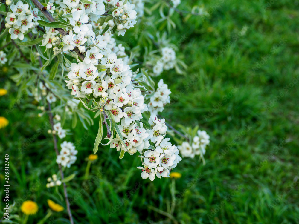 Beautiful apple tree in bloom. Close up of apple blossom. City park on a spring day. Selected focus macro flower photography. Shallow depth of field. Blurred floral background. Beautiful apple tree in bloom. Close up of apple blossom. City park on a spring day. Selected focus macro flower photography. Shallow depth of field. Blurred floral background.