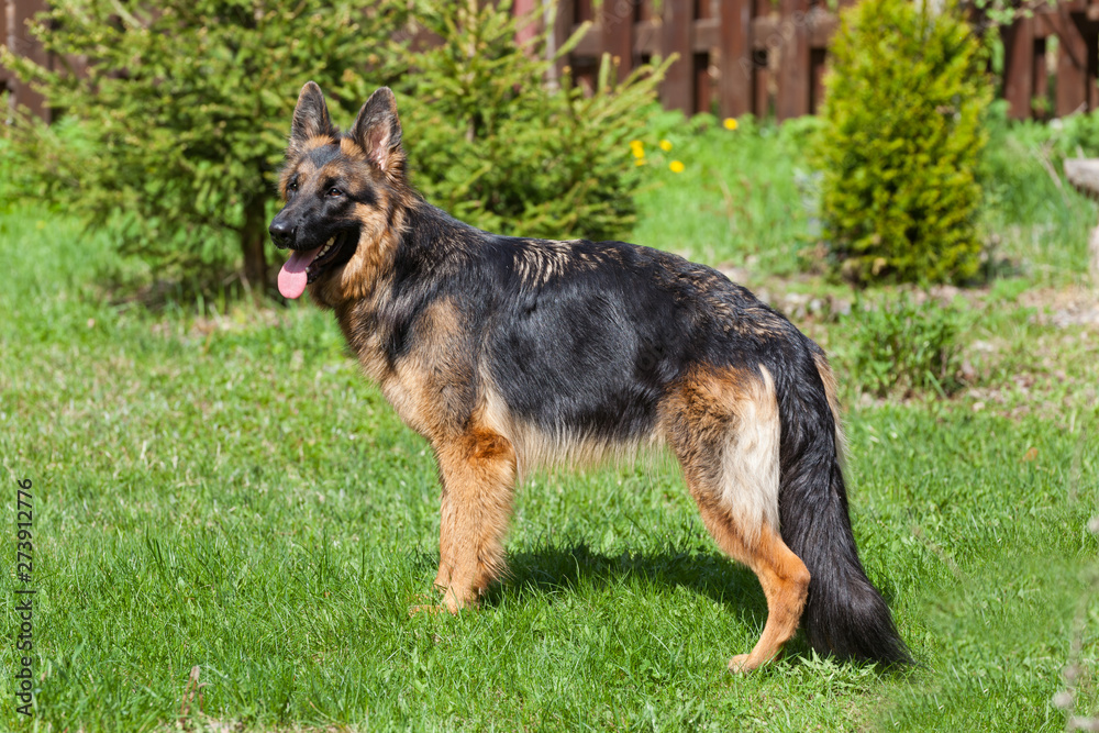 The dog breed German Shepherd stands in the yard on the green grass The dog breed German Shepherd stands in the yard on the green grass