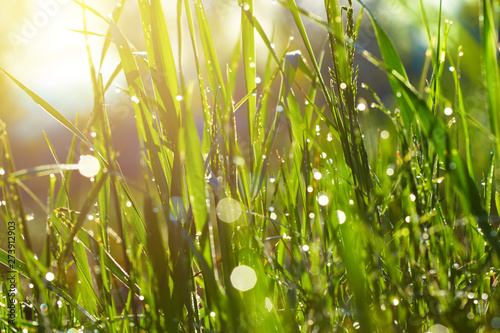 Morning grass with dew on. Sunlight bokeh as a waterdrops. Fresh nature background.