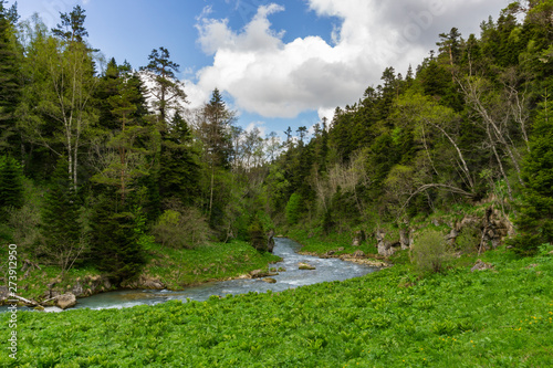 Mountain pine-forest and mountain river in the Caucasus photo
