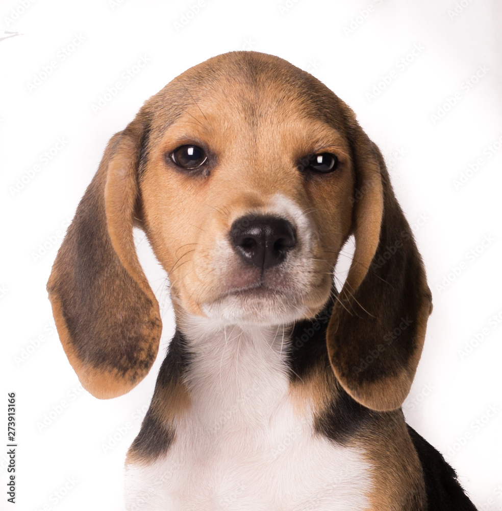 Close-up portrait of beagle dog puppy looking at camera isolated on white bakcground