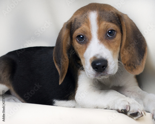 Beagle dog looking at camera on white bakcground
