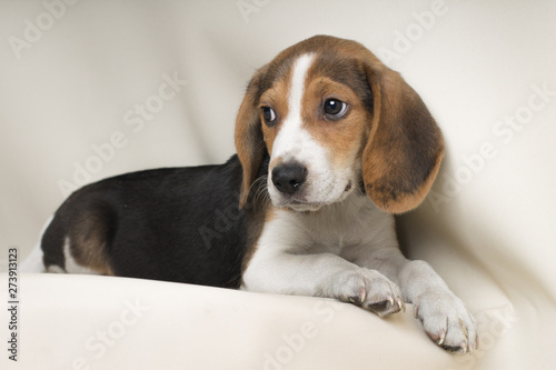 Beagle dog sitting looking at something to the left isolated on white bakcground