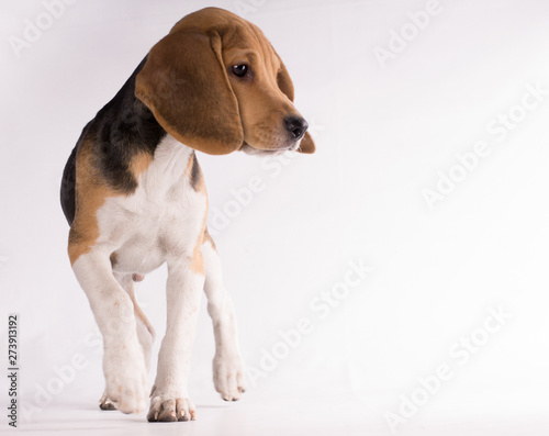 Full body portrait of beagle dog isolated on white bakcground -text space on the right-