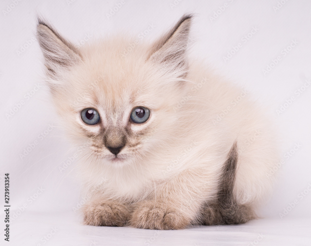 Close-up portrait of grey siamese angry cat with blue eyes looking at camera isolated on white background