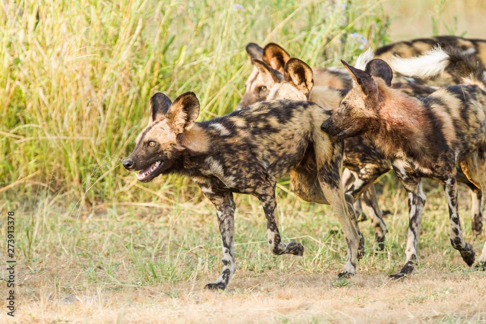 African wild dog, Lycaon pictus, walking in the water. Hunting painted dog with big ears, beautiful wild animal in habitat. Wildlife nature, Moremi, Okavanago delta, Botswana, Africa African wild dog, Lycaon pictus, walking in the water. Hunting painted dog with big ears, beautiful wild animal in habitat. Wildlife nature, Moremi, Okavanago delta, Botswana, Africa
