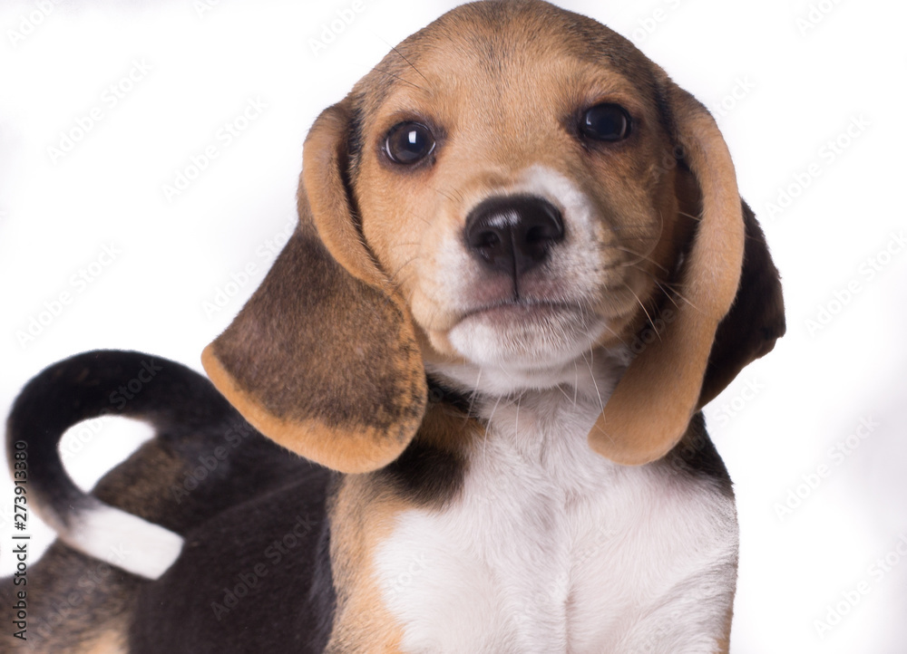 Close-up portrait of beagle dog puppy looking at camera with white tail
