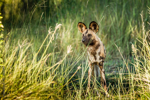 Fotografie African wild dog, Lycaon pictus, walking in the water
