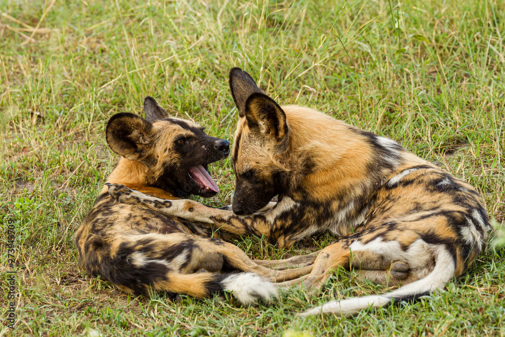 African wild dog, Lycaon pictus, walking in the water. Hunting painted dog with big ears, beautiful wild animal in habitat. Wildlife nature, Moremi, Okavanago delta, Botswana, Africa African wild dog, Lycaon pictus, walking in the water. Hunting painted dog with big ears, beautiful wild animal in habitat. Wildlife nature, Moremi, Okavanago delta, Botswana, Africa