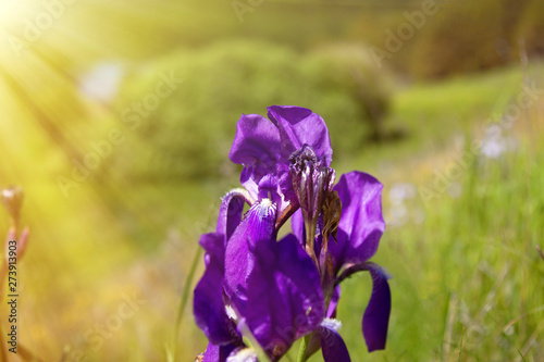 blueflag, iris photo