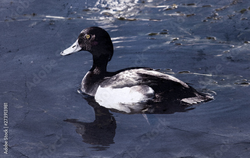 Tufted duck feeding among the pondweed), clean feathers photo