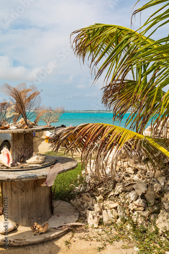 Korallen auf einem Tisch mit Palme vor einem Berg aus Muscheln im Hintergrund auf der Insel Bonaire (Kralendijk)