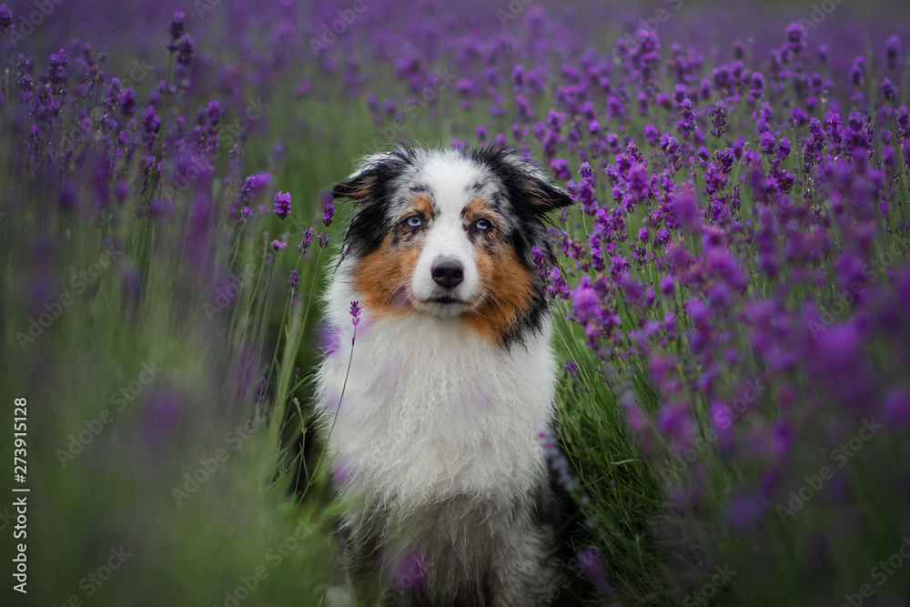 dog australian shepherd in lavender. Pet in the summer on the nature in lilac colors