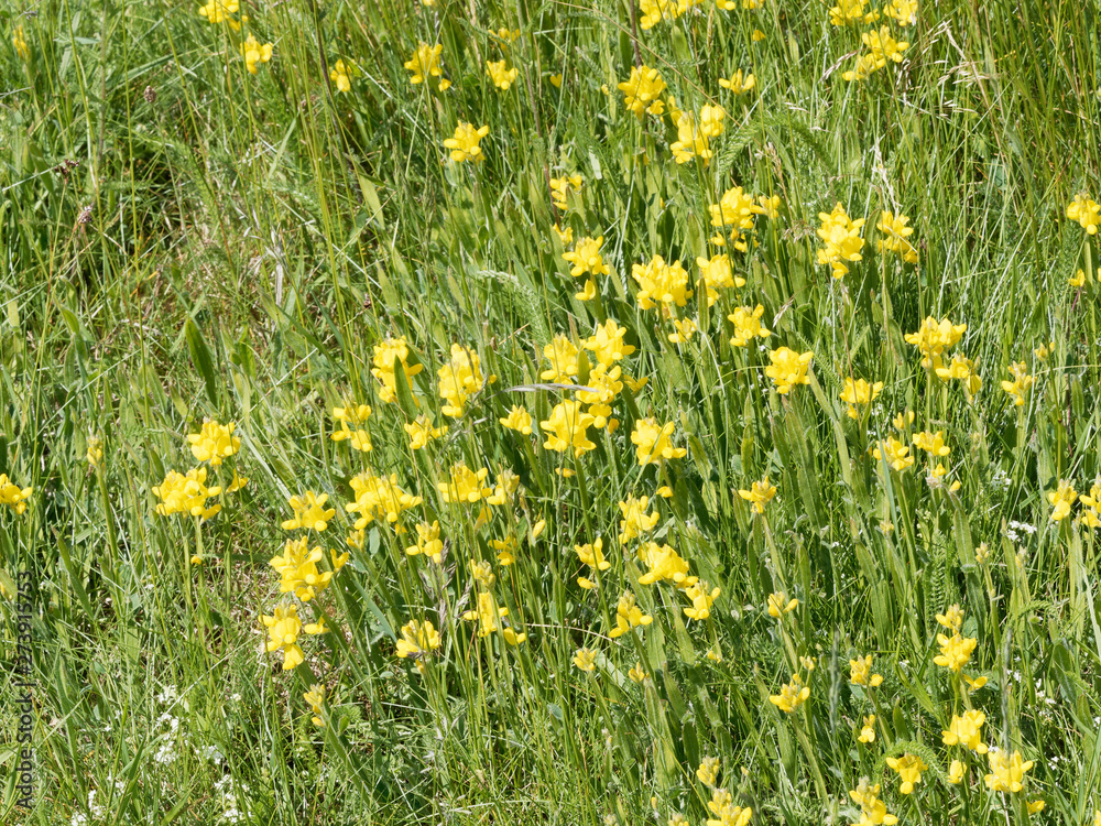 Tapis de fleurs jaunes et tiges vertes érigées du genêt ailé (Genista sagittalis) 