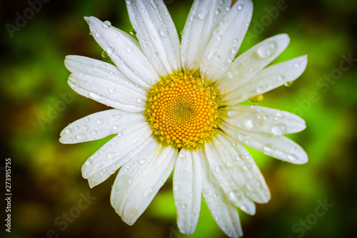 closeup of a daisy