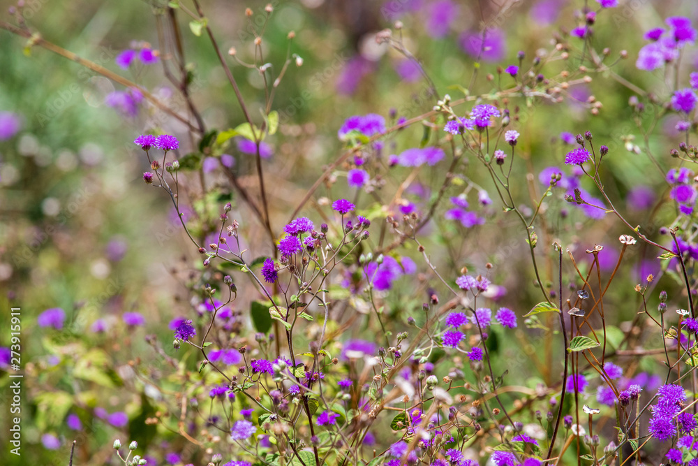 Fototapeta premium purple flowers in the garden