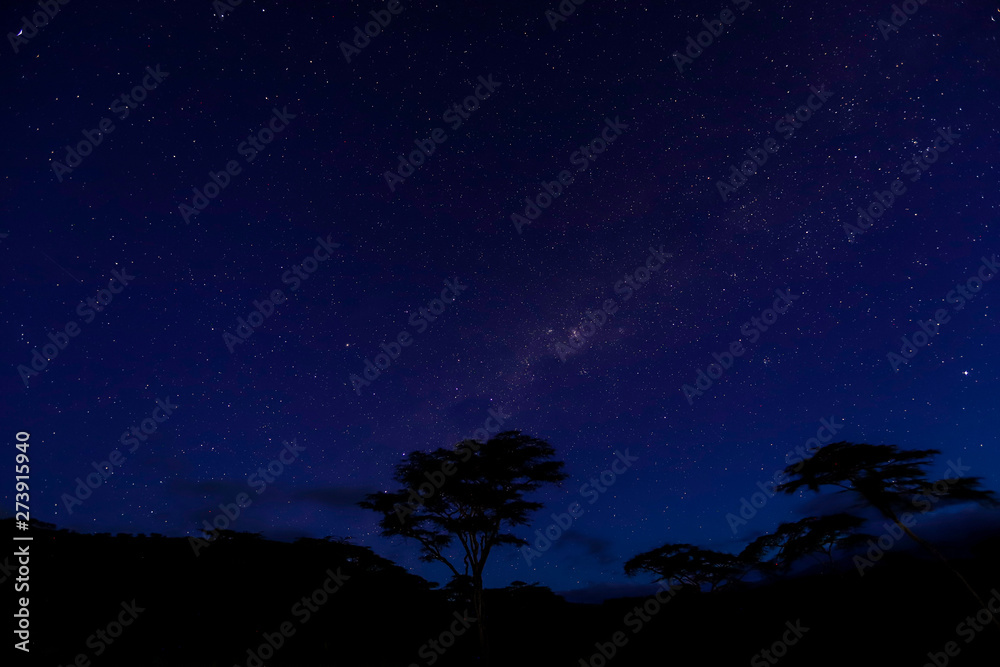 Nightsky with starts and tree