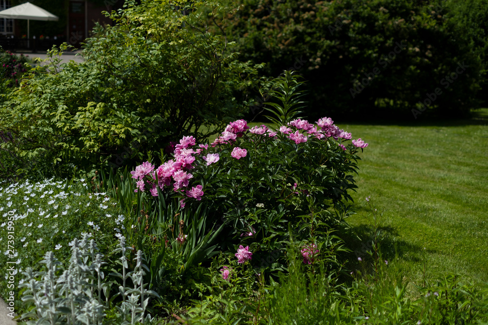 Blooming peonies in the garden of the Wawel Castle. Krakow, Poland Blooming peonies in the garden of the Wawel Castle. Krakow, Poland
