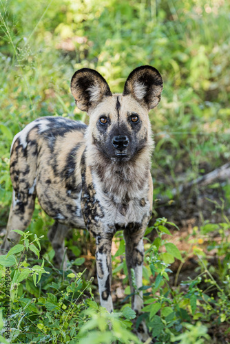 African wild dog, Lycaon pictus, walking in the water. Hunting painted dog with big ears, beautiful wild animal in habitat. Wildlife nature, Moremi, Okavanago delta, Botswana, Africa