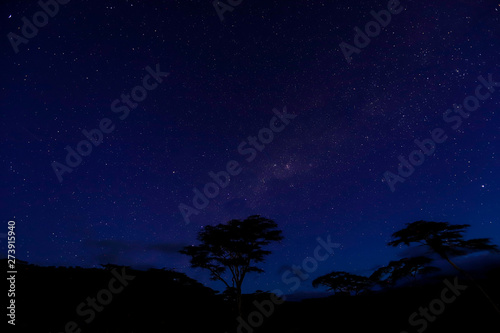 Nightsky with starts and tree