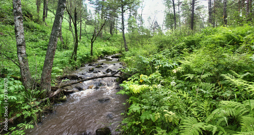 Forest stream after rain in late summer photo