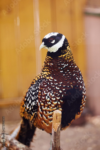 Reeves pheasant. Syrmaticus reevesii