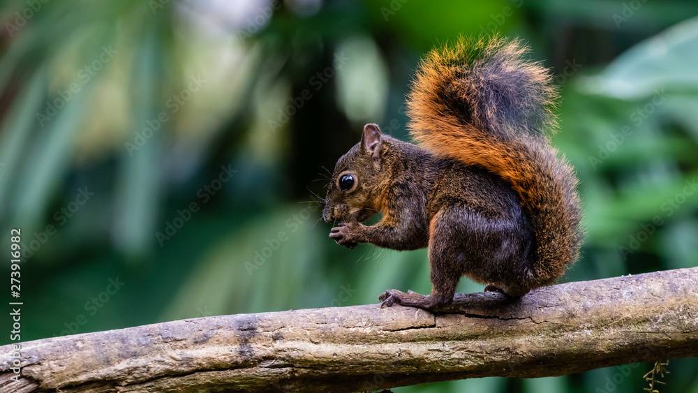 Variegated squirrel Sciurus variegatoides, adult eating squatting on a wooden pole, Costa Rica, January 2019 Variegated squirrel Sciurus variegatoides, adult eating squatting on a wooden pole, Costa Rica, January 2019