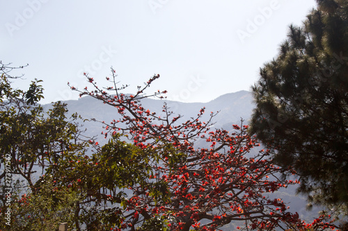 Blooming red flowers wood rhododendron and cassia photo