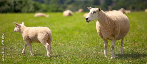 Troupeau de mouton et agneau dans les prés