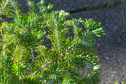 Twigs of green silvery colored Abies koreana (korean fir) in spring.