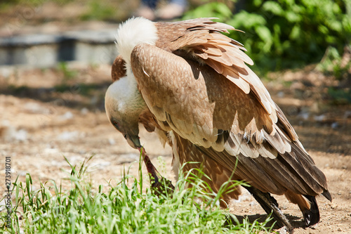 Griffon Vulture or Gyps fulvus