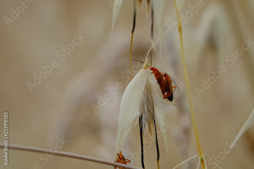 Insetti su grano photo