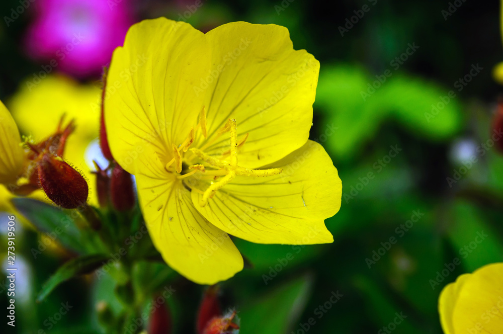 Yellow flower of oenothera biennis in the garden Yellow flower of oenothera biennis in the garden