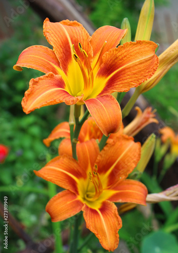 Orange Lily Flower Iris in sunny day  macro photography  in my organic garden