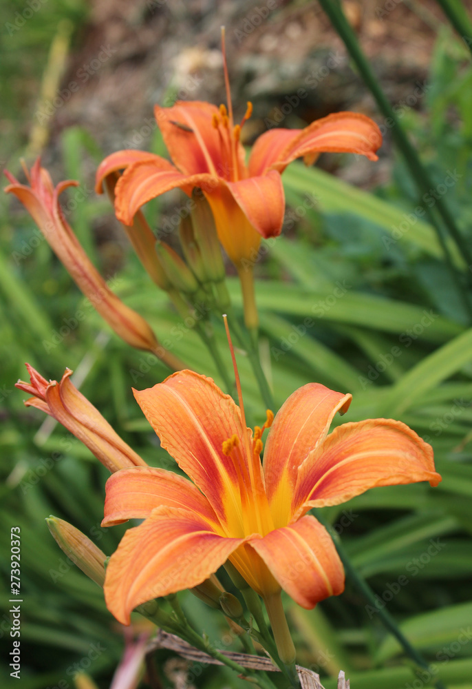 Orange Lily Flower Iris in sunny day, macro photography, in my organic garden Orange Lily Flower Iris in sunny day, macro photography, in my organic garden