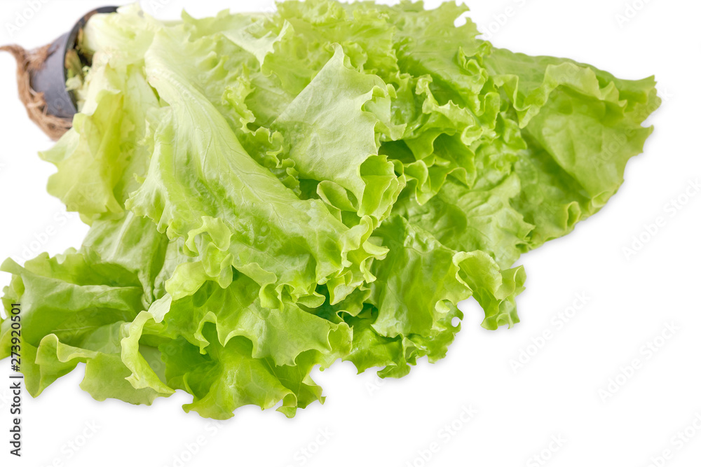 Bush lettuce with a root system and the soil isolated on white background Bush lettuce with a root system and the soil isolated on white background