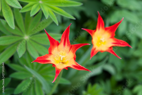 Beautiful red Schrenck tulip