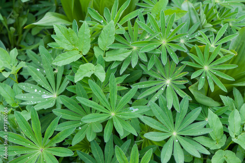 Lupine leafs with morning dew