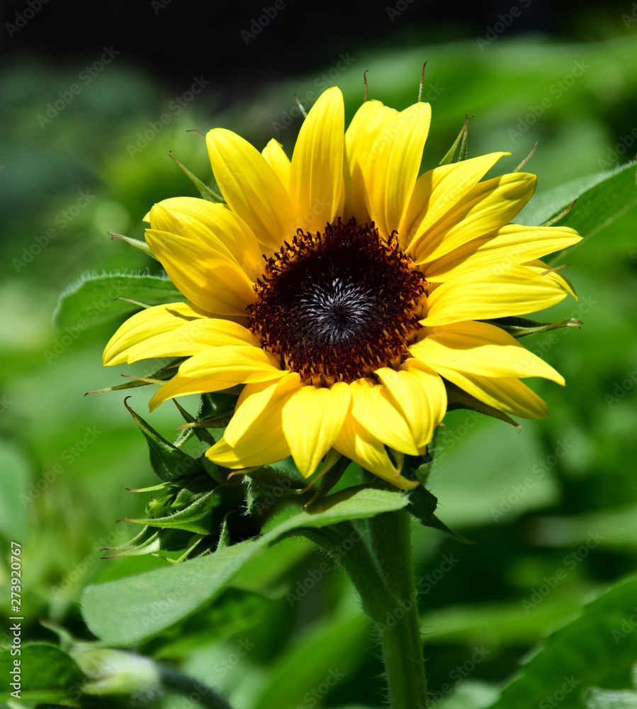 Fototapeta premium Sonnenblume