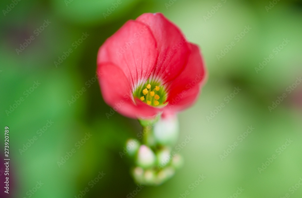 Little flower Little flower