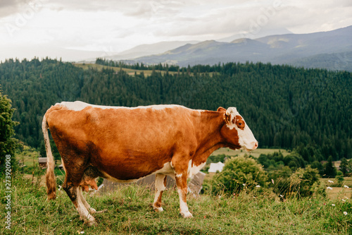 Brown cow pasturing in the mountains.