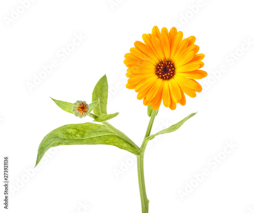 Marigold flower with green leaves isolated on white background. Calendula flower.